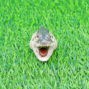 May include: A detailed alligator head figurine, with a green and tan colour scheme, set against a backdrop of vibrant green artificial grass. The alligator's mouth is open, revealing a red interior.