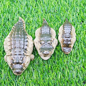May include: Three decorative alligator figurines of different sizes, set on green artificial grass. The alligators are brown and tan, with detailed textures and realistic features, resembling miniature sculptures.
