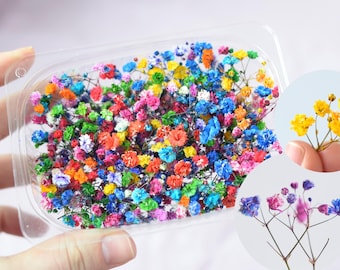 Gypsophile, fleurs de gypsophile séchées multicolores pour oeuvre d'art en résine et gâteaux