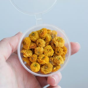 Dried tiny Ranunculus long stem, dried yellow flowers for resin, 30 or 50pcs