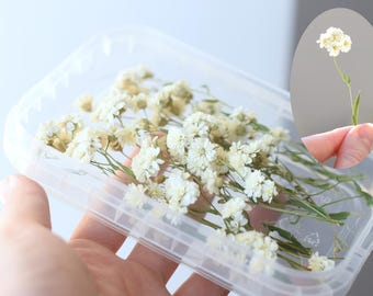 White Dried Pearl Flowers, Tiny Flowers on a Stem, Resin Jewelry Crafts