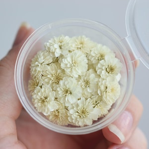 Puede incluir: Un recipiente de plástico transparente lleno de pequeñas flores secas de color crema. El recipiente está abierto, revelando el delicado arreglo floral. Las flores tienen múltiples pétalos y un centro amarillo. El recipiente se sostiene en una mano.