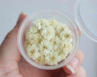 ドライフラワーセット – 青と白の早咲き、樹脂アートや植物装飾用の