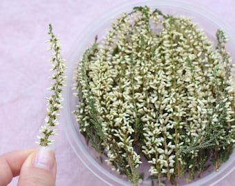 White Dried Heather 30 Sprigs, Natural Purple Flowers, Resin Crafts, Pink Heather
