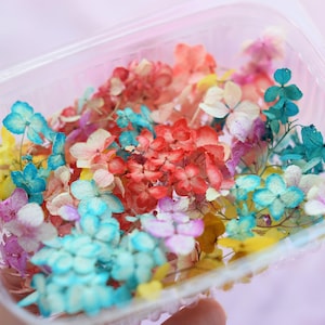 Dried hydrangea flower, real dried multicolor flowers of hydrangea, 120ml box set, flowers for resin, small dried flowers