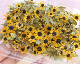 ドライフラワーセット – 青と白の早咲き、樹脂アートや植物装飾用の