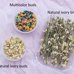 200+ pcs buds of dried genista or 40pcs branches, real dried flowers for resin, Soap Making, DIY Candle Making
