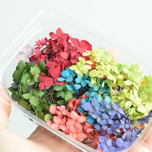 Dried hydrangea flower, real dried multicolor flowers of hydrangea, Pastel colored flowers for resin, small dried flowers