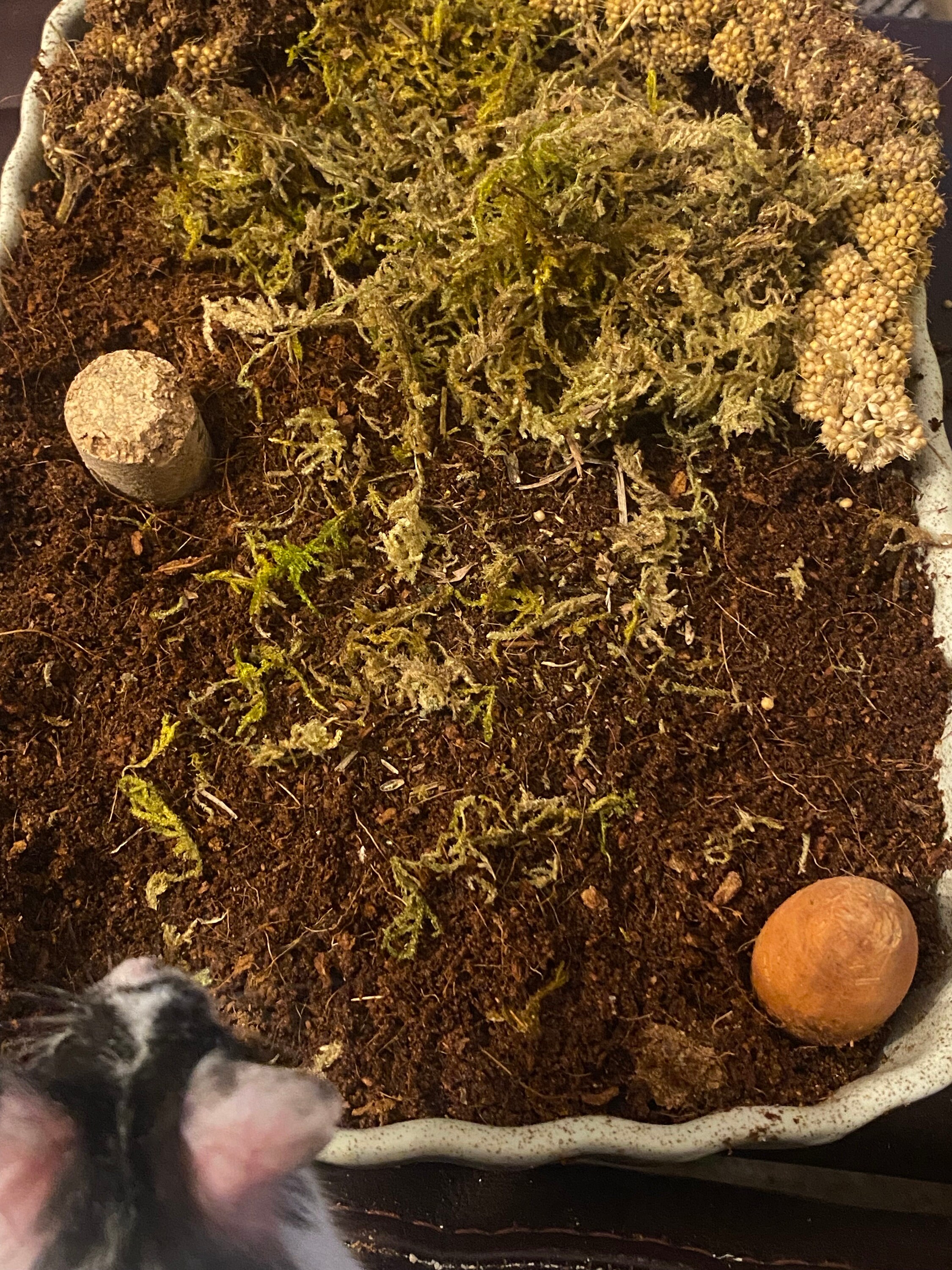 Dried Moss pet Safe Ready to Use Moss for Hamsters Rodents Small Pet