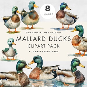 Mallard Duck Clipart, 8 IMAGES, Commercial Use, Transparent PNGs, Watercolor Illustrations, Storybook, Baby Shower Invite, Digital Download