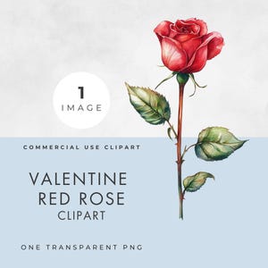 Clipart rose rouge, une seule image, usage commercial, PNG transparent, aquarelle florale, clipart fleur de la Saint-Valentin, scrapbooking, créations en papier
