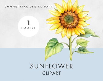 Watercolor Sunflower Clipart: Transparent PNG, Commercial Use (Digital Download)