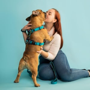 Comfortable padded dog harness - for walking and training, Luxurious padded harness for small and large breeds
