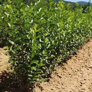May include: Rows of young, vibrant green plants with lush foliage are planted in a field of brown soil. The plants are under a clear blue sky, with a backdrop of rolling hills and trees.