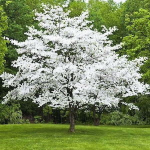 May include: A large tree with abundant white blossoms, set against a backdrop of lush green foliage. The tree's trunk is visible, and it stands on a grassy lawn. The image captures a natural outdoor scene.