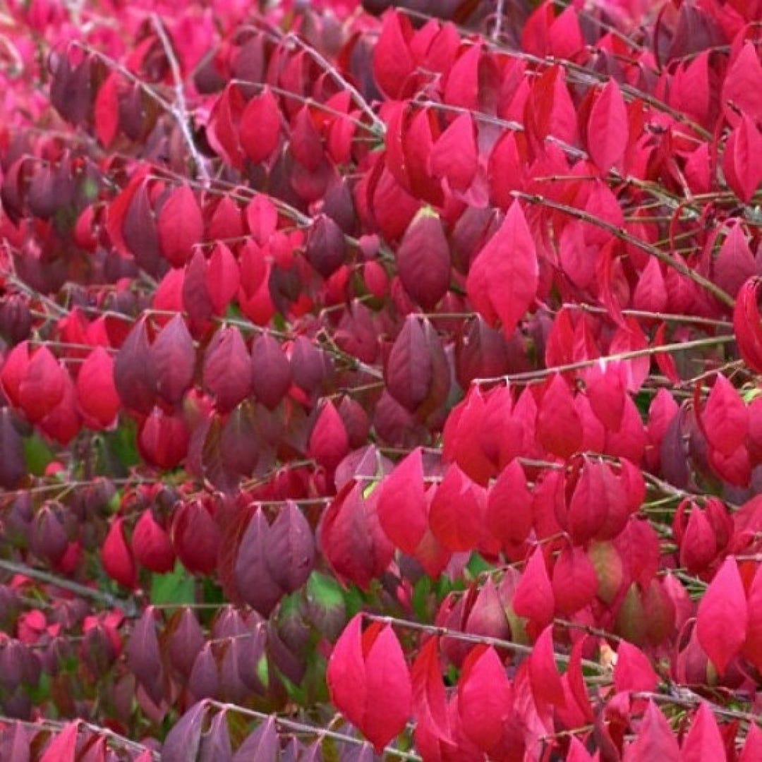 Burning Bush Bare-root (euonymus Alatus Compacta) - Etsy