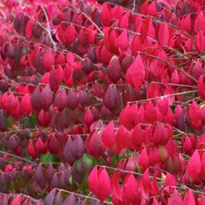 Burning Bush Bare-root (euonymus Alatus Compacta) - Etsy