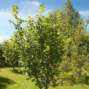 American Hazelnut |(Corylus Americana) 4&#39;&#39; in Pot