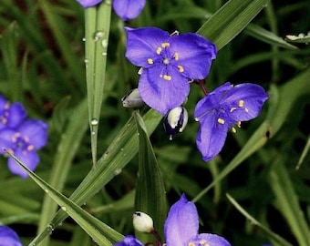 Spiderwort (Tradescantia virginiana) | Bare-root