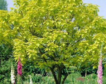 Catalpa Speciosa Tree Bare-root