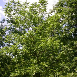 White Walnut (Butternut)Tree Bare-root