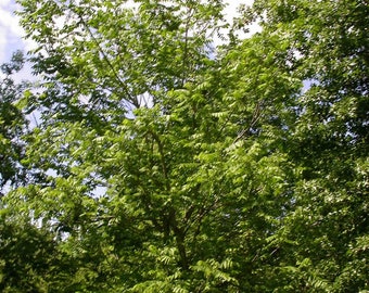 White Walnut (Butternut)Tree Bare-root