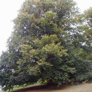 May include: A large, green tree with some yellow leaves in the fall. The tree is in a park setting with a grassy area and a paved path.