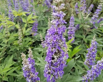 2 Chasteberry Tree / Vitex Agnus-Castus/ Lilac Chastetree Bare-root