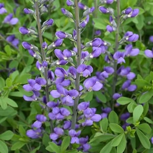 Blue False Indigo Plant (Baptisia australis) - 4&#39;&#39; Pot