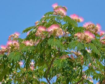 Mimosa Tree  5 Bre-roots  (Albizia julibrissin)