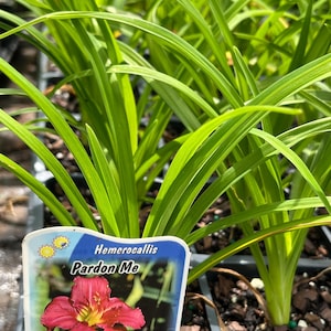 Puede incluir: Primer plano de una planta en maceta con hojas largas y verdes. Una etiqueta dice "Hemerocallis Pardon Me" y muestra una vibrante flor roja con centros amarillos. La planta est&aacute; en un contenedor negro, lista para plantar.