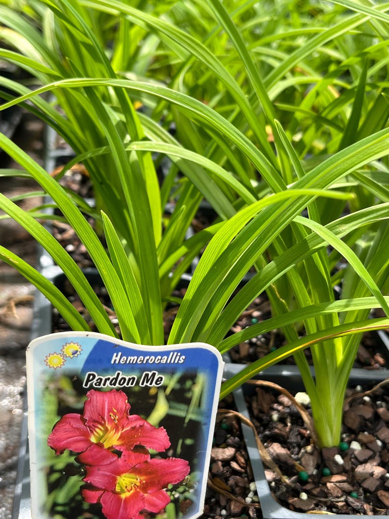 Puede incluir: Primer plano de una planta en maceta con hojas largas y verdes. Una etiqueta dice "Hemerocallis Pardon Me" y muestra una vibrante flor roja con centros amarillos. La planta est&aacute; en un contenedor negro, lista para plantar.