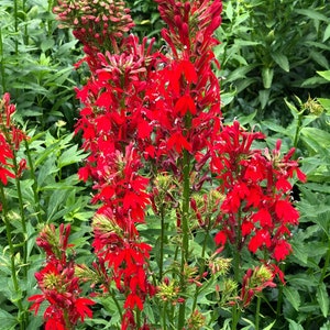Lobelia Cardinal (Lobelia cardinalis) Bare-root