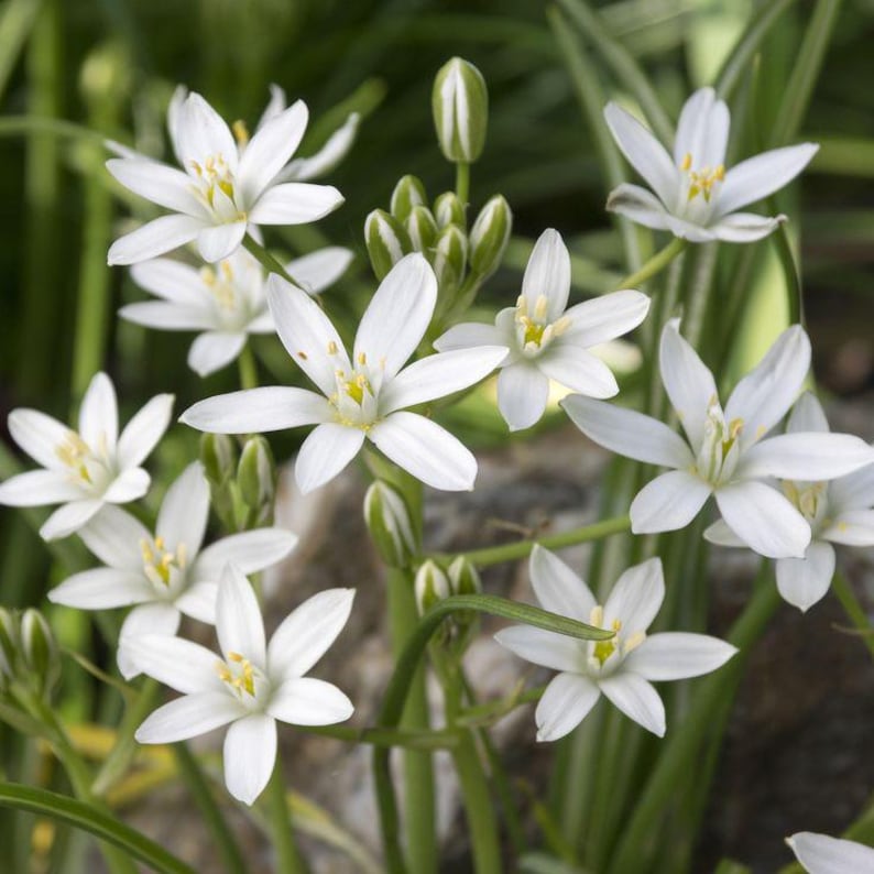 TownCreekNursery Star of Bethlehem Bulbs - Thumbnail 2