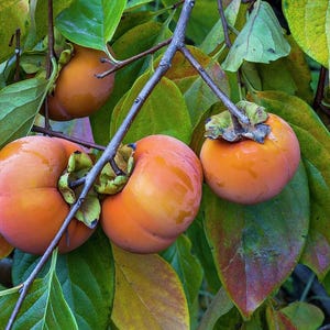 May include: Close-up of four ripe orange persimmons hanging from a tree branch with green and brown leaves. The persimmons are round and have a smooth, shiny skin.