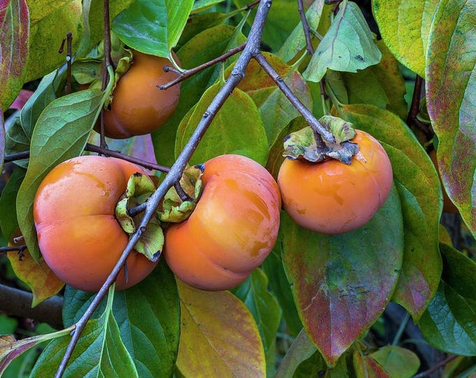 Giant Grafted Fuyu Persimmon Fruit Tree Bare-root - Etsy