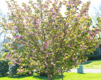 Kuanzan Cherry Tree 6-12" in Height