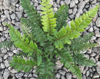 Tassel Fern/ Polytrichid Polyblepharum  4'' in pot