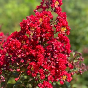 May include: Close-up of vibrant red crepe myrtle flowers with yellow stamens. The flowers are clustered together, creating a dense, textured appearance. The background is a soft green, providing a contrast to the bright red blooms. A beautiful floral display.