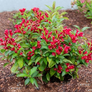 Red Weigela Florida 4&#39; in pot  6-12 Heigh