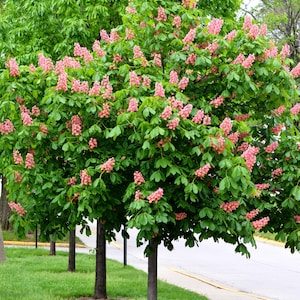 May include: A row of flowering trees with pink blossoms and green leaves. The trees are planted along a grassy area next to a road. The image is taken during the day.