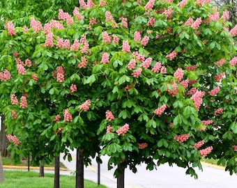 Buckeye Red  Tree Bare-root