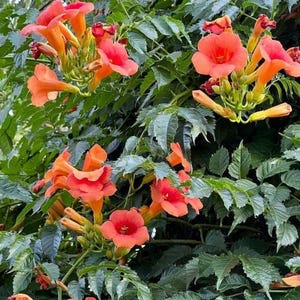 May include: Close-up of a climbing plant with vibrant orange trumpet-shaped flowers. The flowers are clustered among glossy green leaves, creating a lush, natural display. The image showcases the plant's bright colors and intricate floral details.