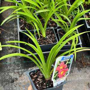 Puede incluir: Primer plano de varias plantas en macetas con hojas largas de color verde brillante. Una maceta est&aacute; enfocada, mostrando una planta con una etiqueta que dice "Hemerocallis Pardon Me Attractive Border Plant!". Las plantas est&aacute;n en macetas cuadradas de color gris oscuro.