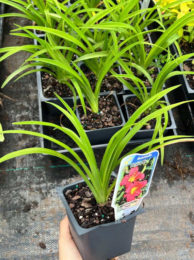 Puede incluir: Primer plano de varias plantas en macetas con hojas largas de color verde brillante. Una maceta est&aacute; enfocada, mostrando una planta con una etiqueta que dice "Hemerocallis Pardon Me Attractive Border Plant!". Las plantas est&aacute;n en macetas cuadradas de color gris oscuro.