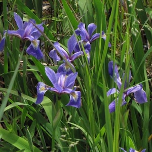 May include: A cluster of vibrant purple iris flowers with yellow and white accents, surrounded by lush green foliage. The petals of the irises are a deep violet hue, creating a striking contrast against the green leaves.