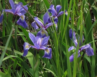 Blue Flag Iris - Ground Cover/(Iris Versicolor) Bare-root- Rizomes