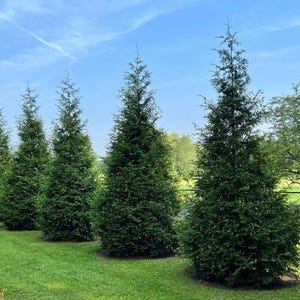 May include: Five tall, green evergreen trees stand in a row against a blue sky with white clouds. The trees are all the same height and have a similar shape. The grass in front of the trees is green.