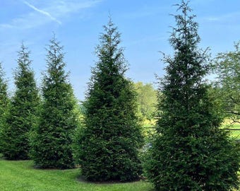 Thuja Green Giant Arborvitae Gallon Pot 3 Feet Tall+