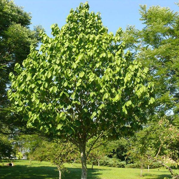 2 Paw Paw Tree Bare-root (Asimina Triloba)
